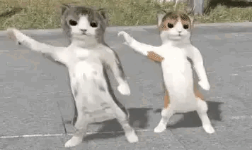 dancing cats